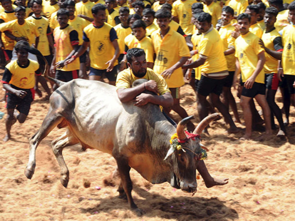 PETA announces reward for info on ”jallikattu” bull’s death