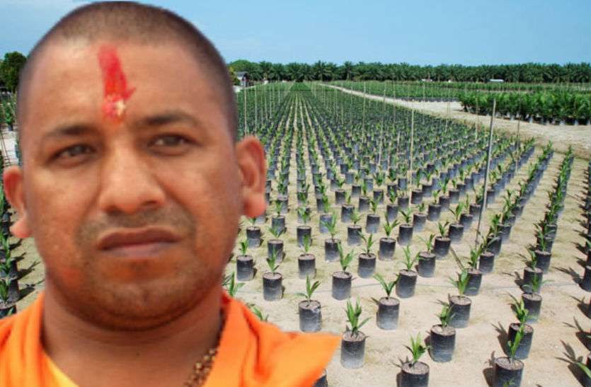 Yogi govt sets record in plantation